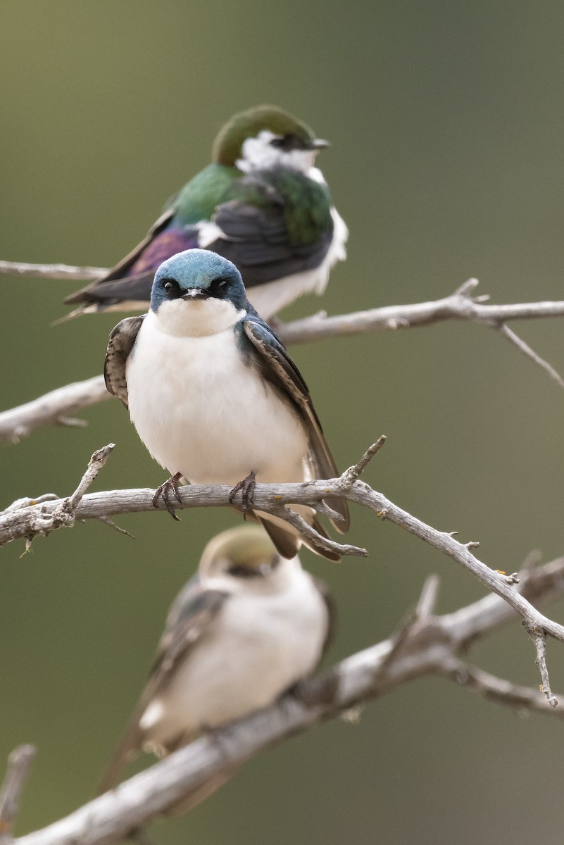 Golondrina Bicolor - ML95057241