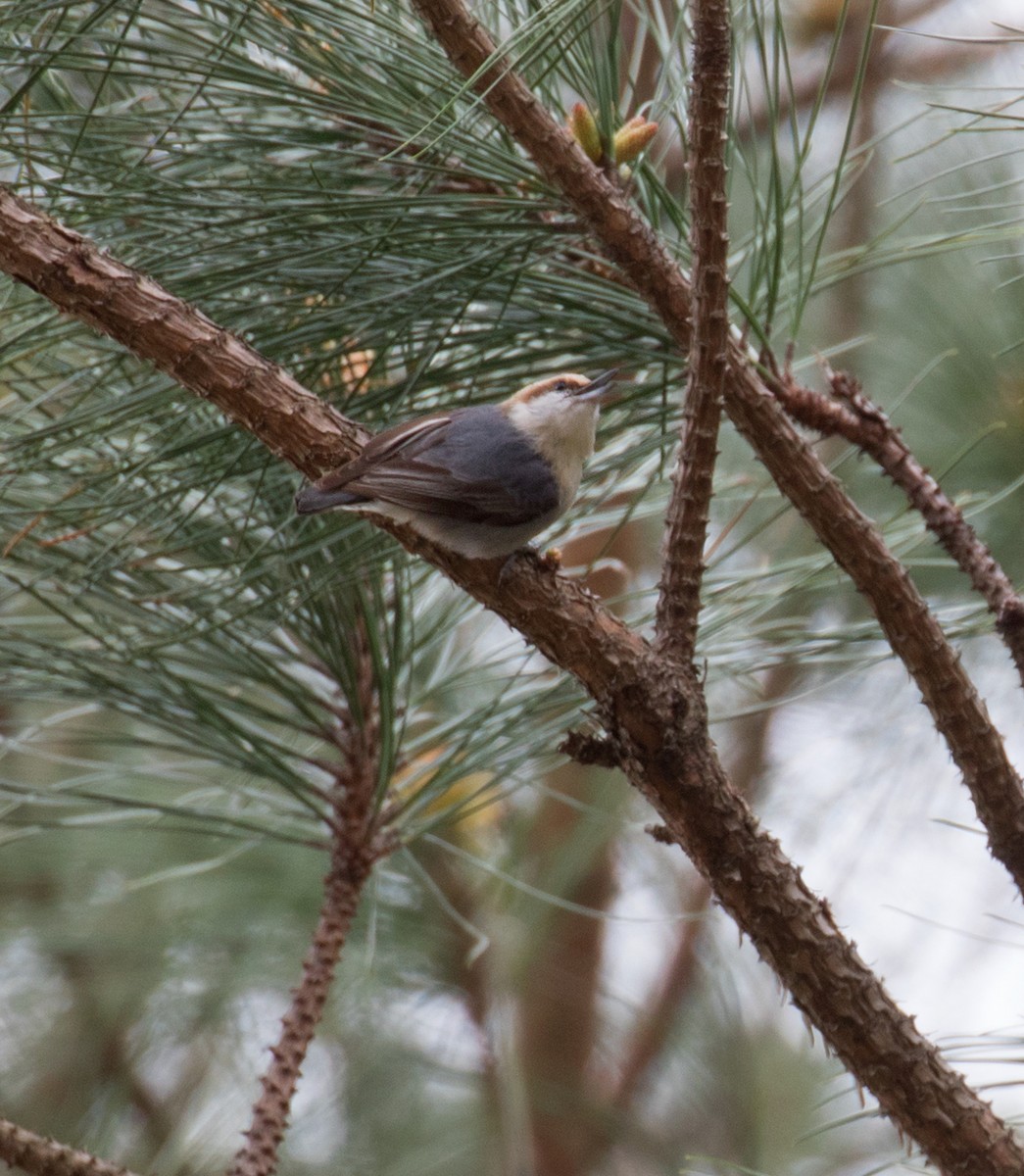 Brown-headed Nuthatch - ML95057661