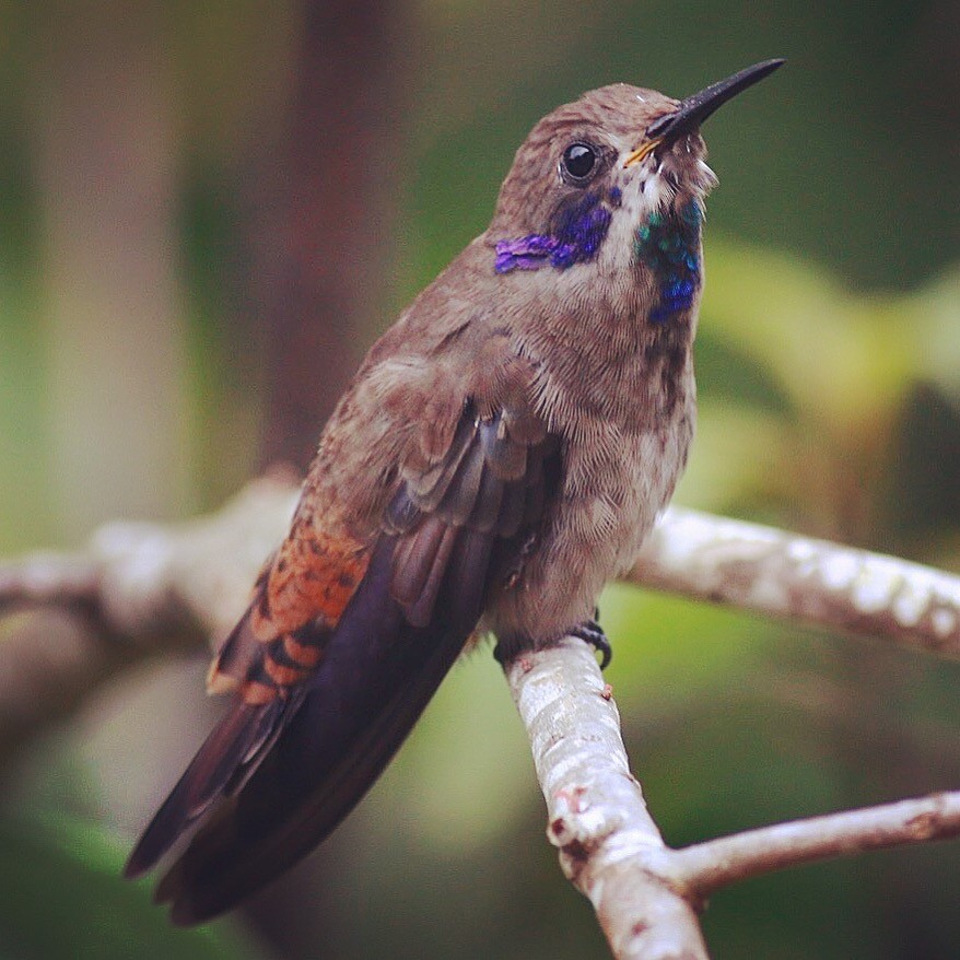 Colibrí Pardo - ML95058911