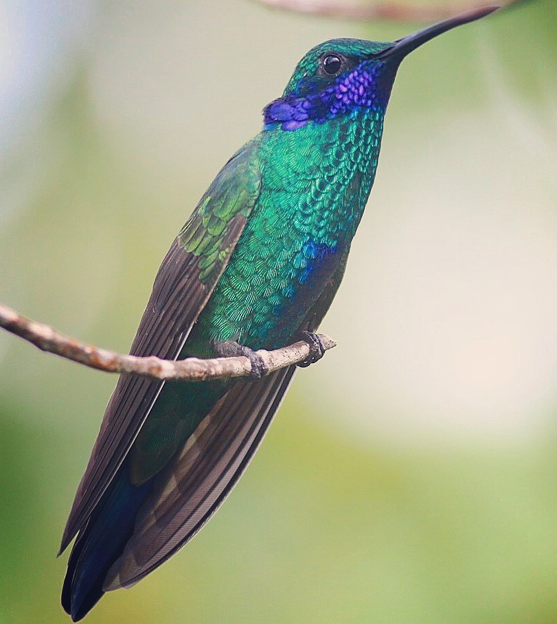 Colibrí Rutilante - ML95059091