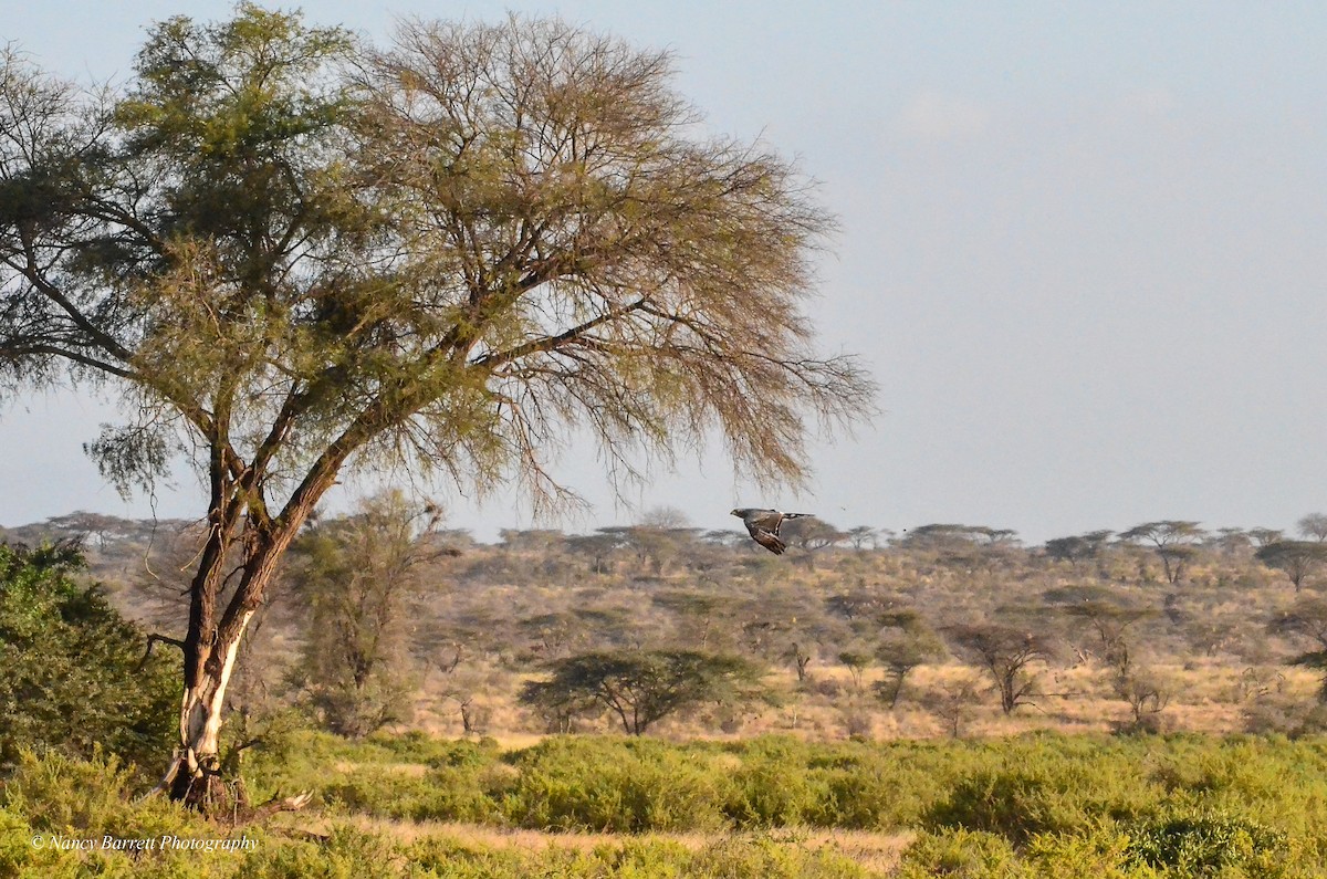 Montagu's Harrier - ML95059531