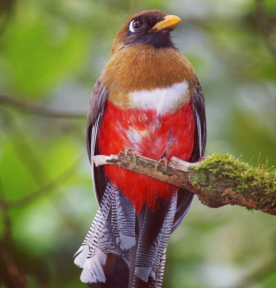 Trogon masqué - ML95059741