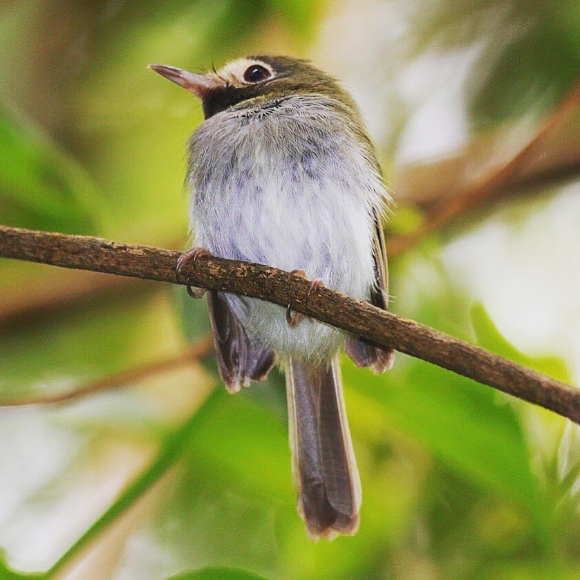 Black-throated Tody-Tyrant - ML95060021