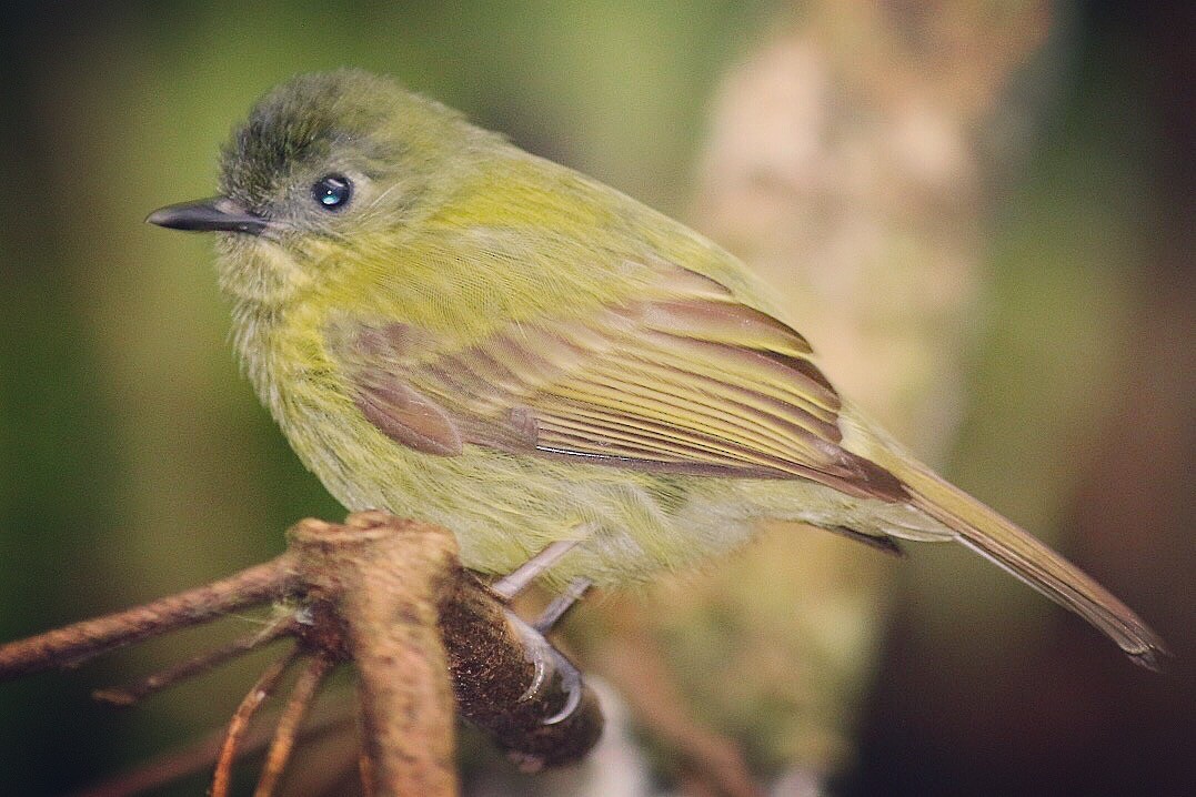 Olive-striped Flycatcher - Ben Woodard