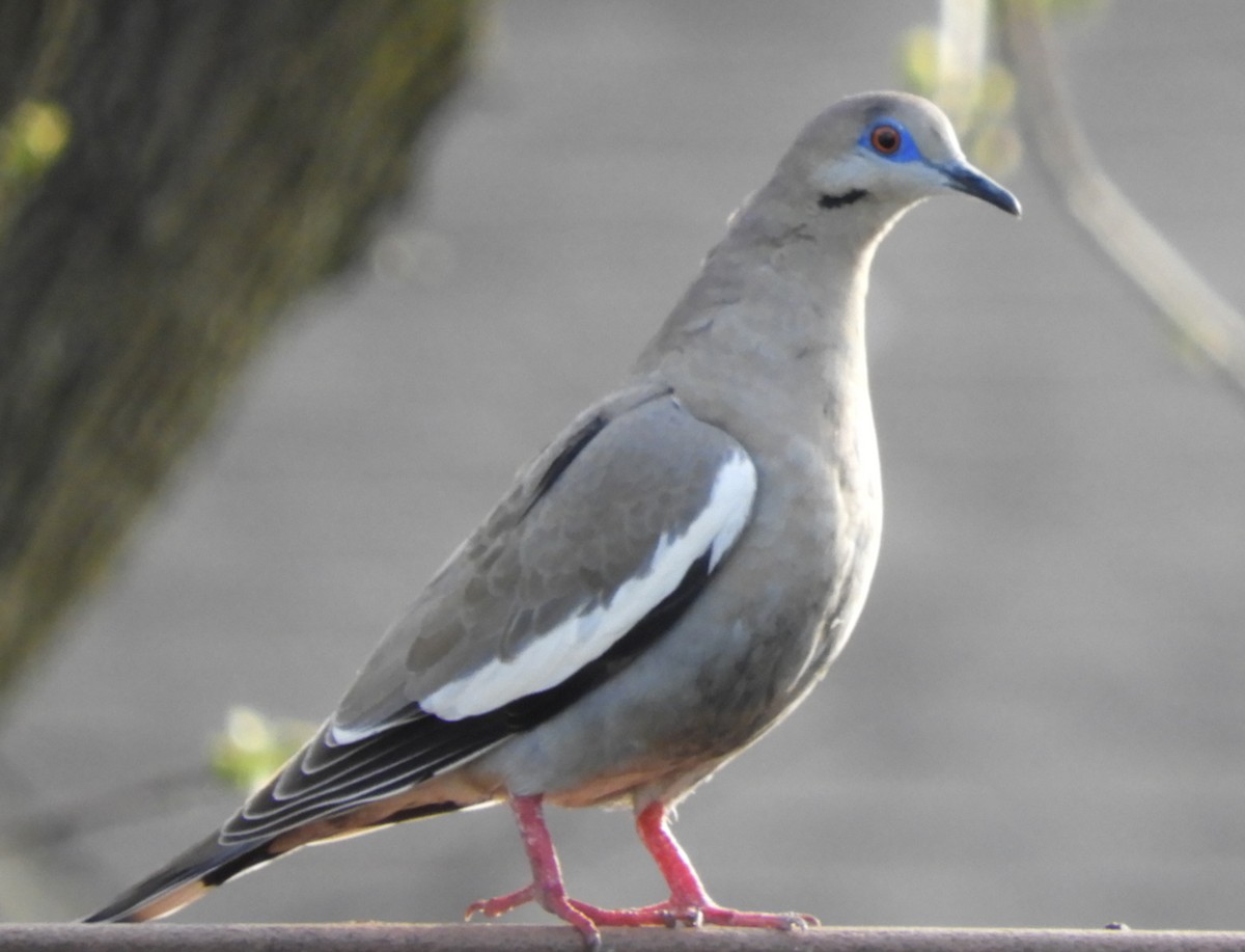 White-winged Dove - Maureen Thomas-Murphy