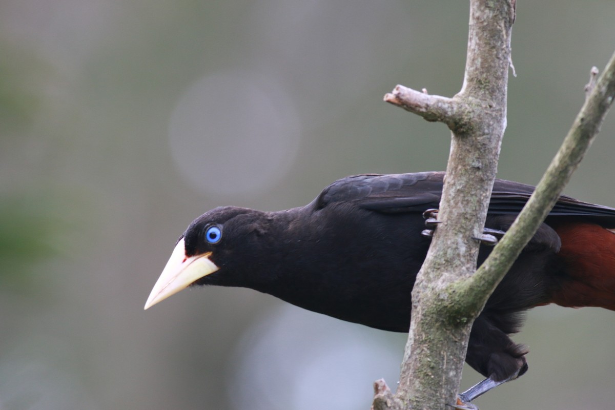 Crested Oropendola - ML95060661