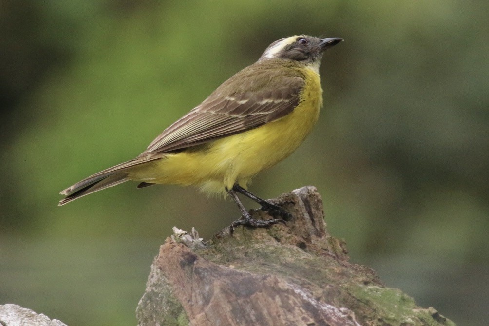 Rusty-margined Flycatcher - Ben Woodard