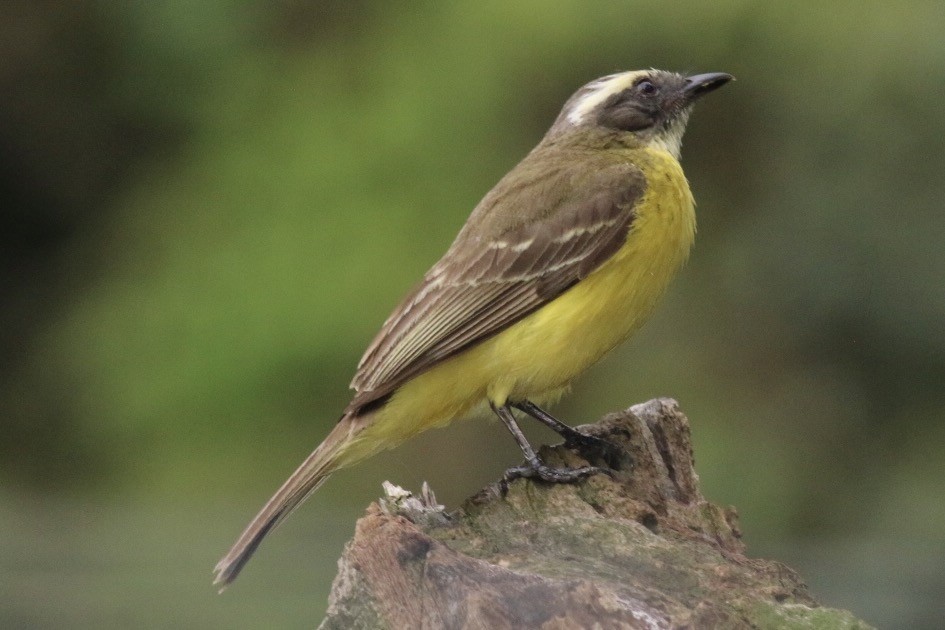 Rusty-margined Flycatcher - ML95060881