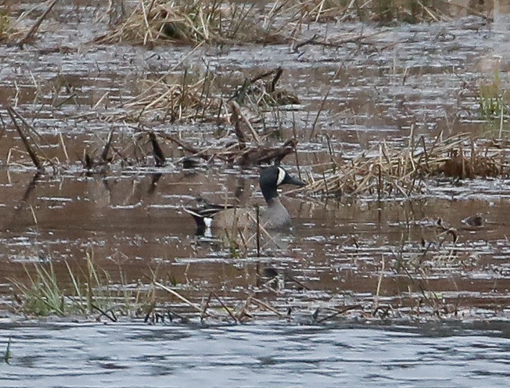 Blue-winged Teal - Scott Surner