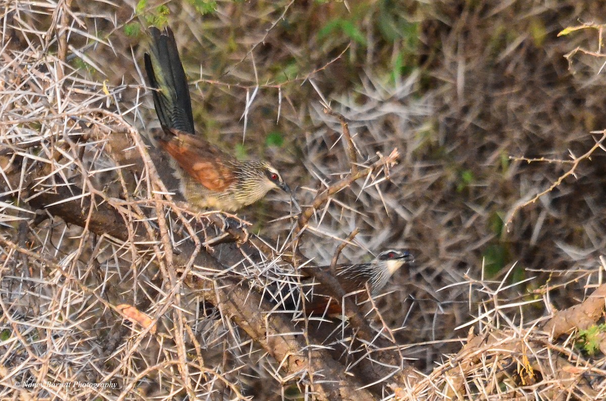 White-browed Coucal - Nancy Barrett