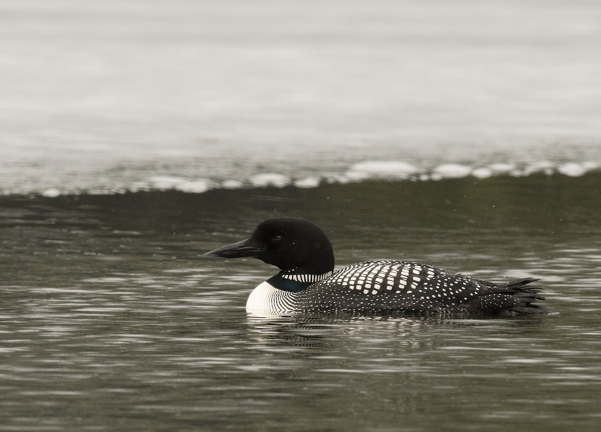 Plongeon huard - ML95061321