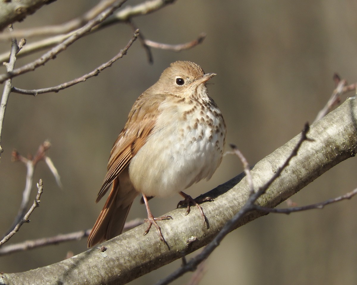 Hermit Thrush - ML95062061