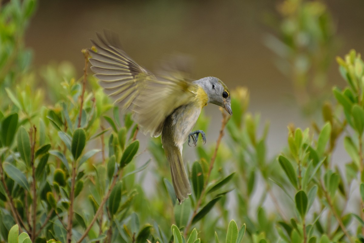 Green-backed Becard - Andrés De Muro