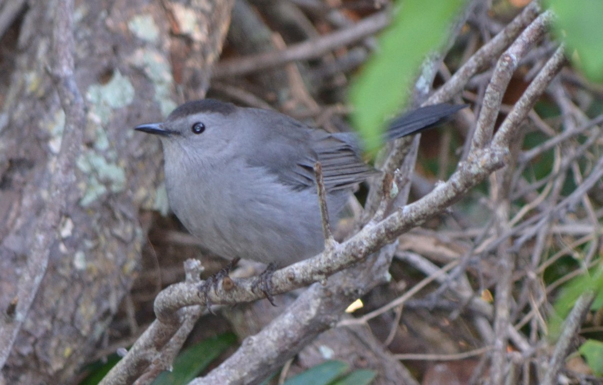 Pájaro Gato Gris - ML95062541