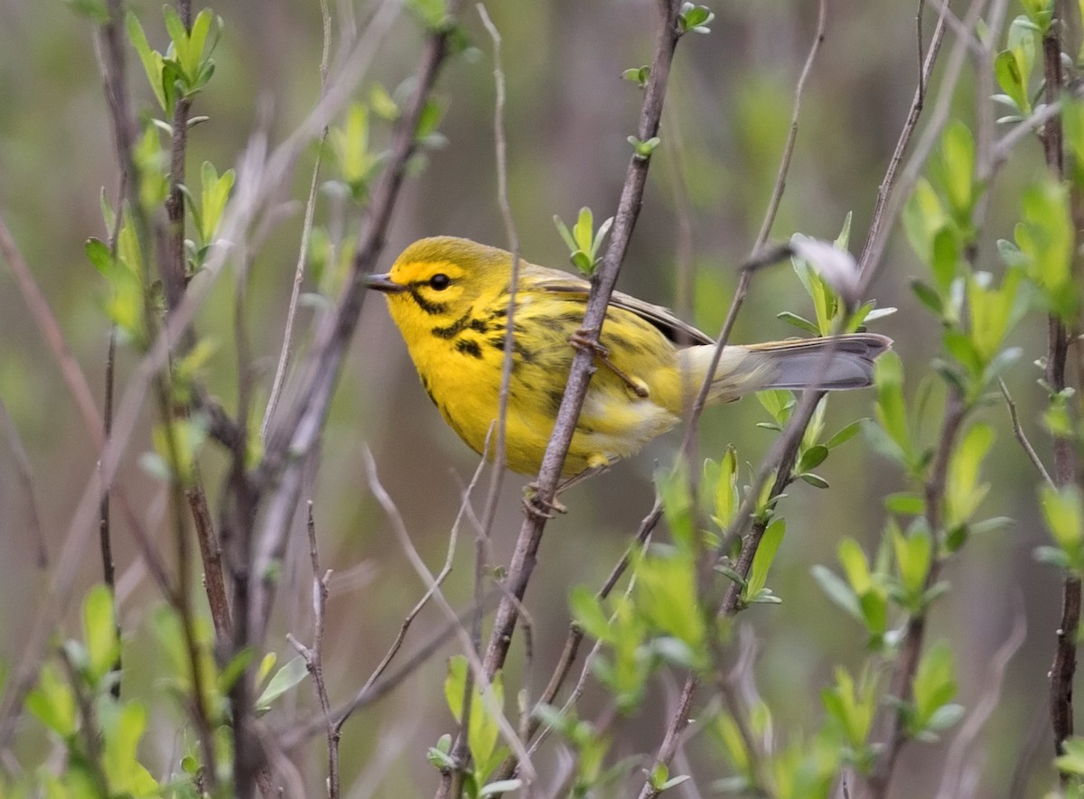 Prairie Warbler - ML95064391
