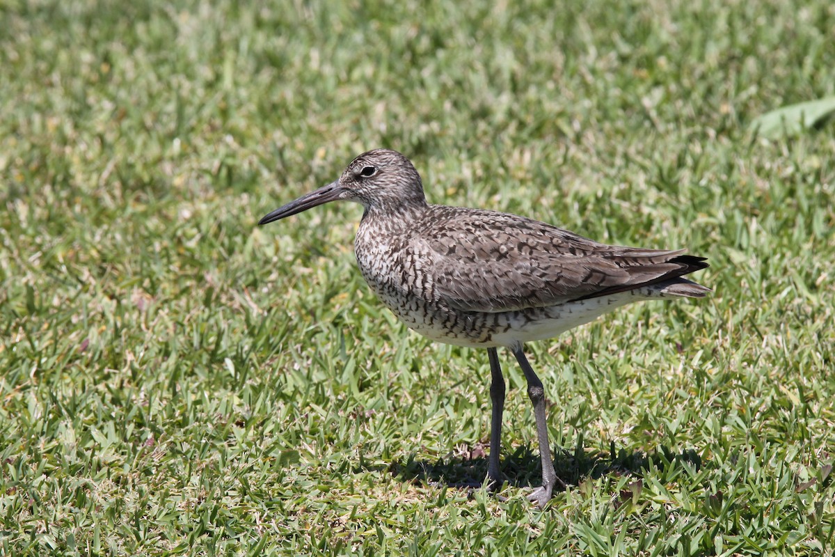 Willet - ML95066101