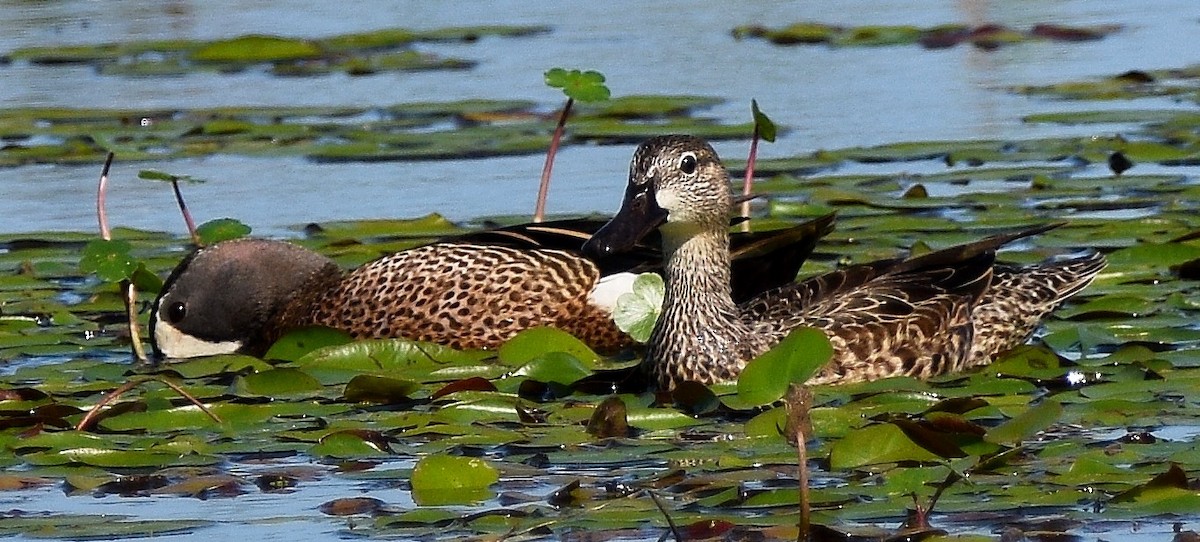 Blue-winged Teal - Ed Leigh