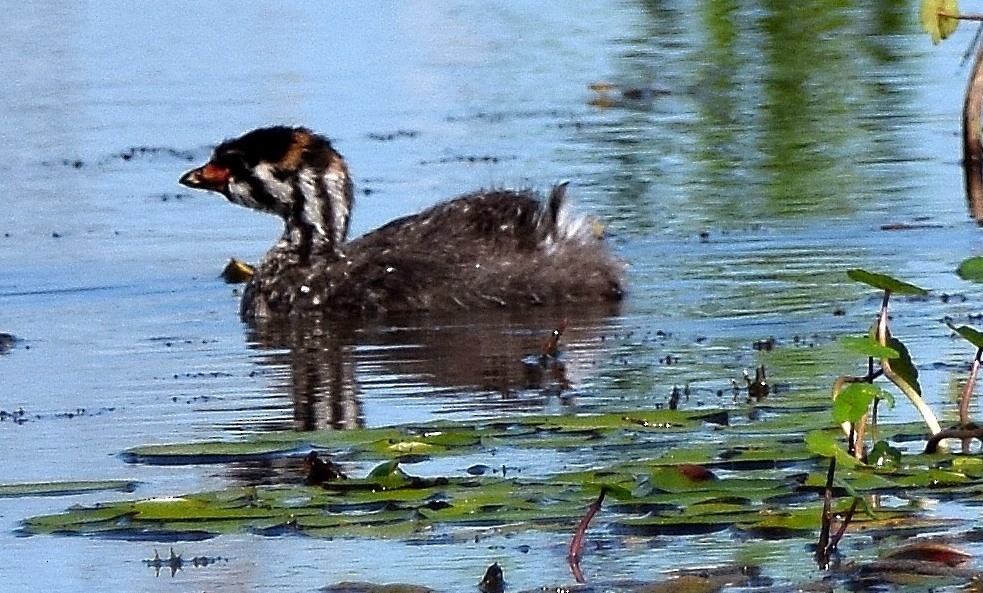 Pied-billed Grebe - ML95067611