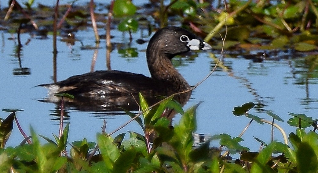 Pied-billed Grebe - ML95067661