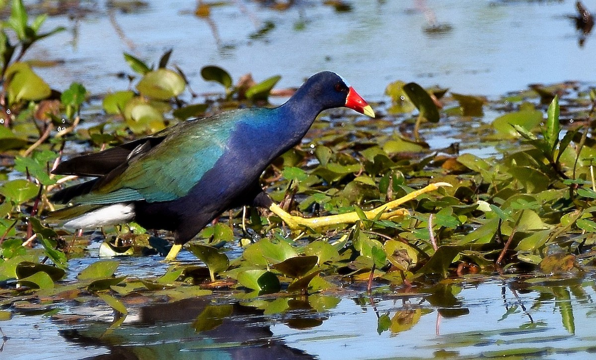 Purple Gallinule - ML95067941