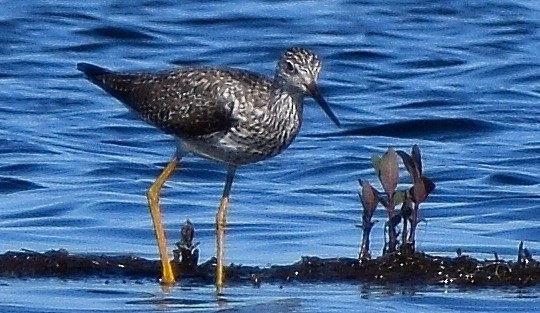 Greater Yellowlegs - Ed Leigh