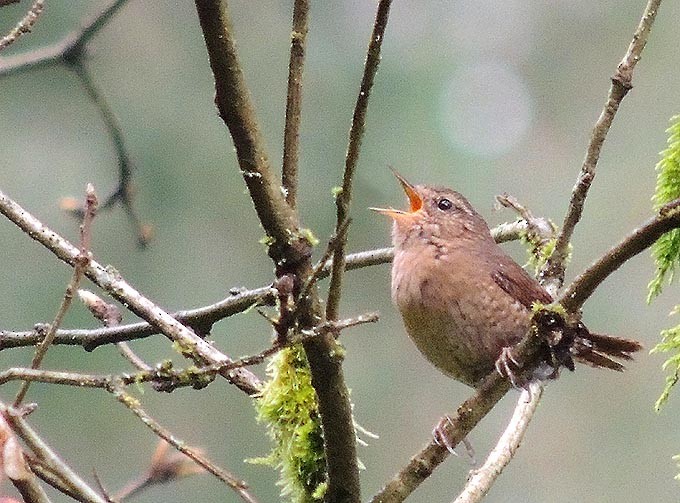 Pacific Wren - Terry Anderson