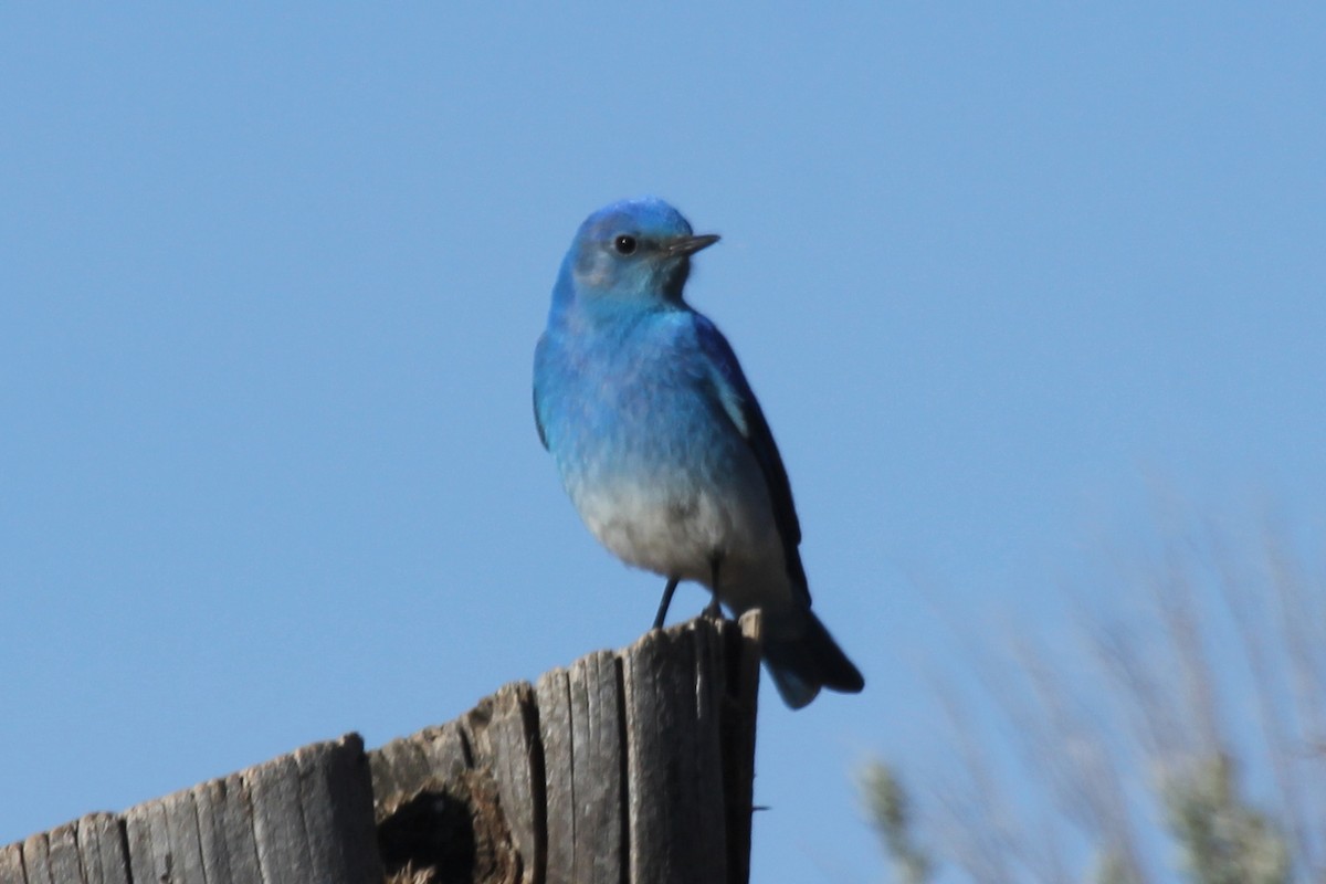 Mountain Bluebird - ML95069131