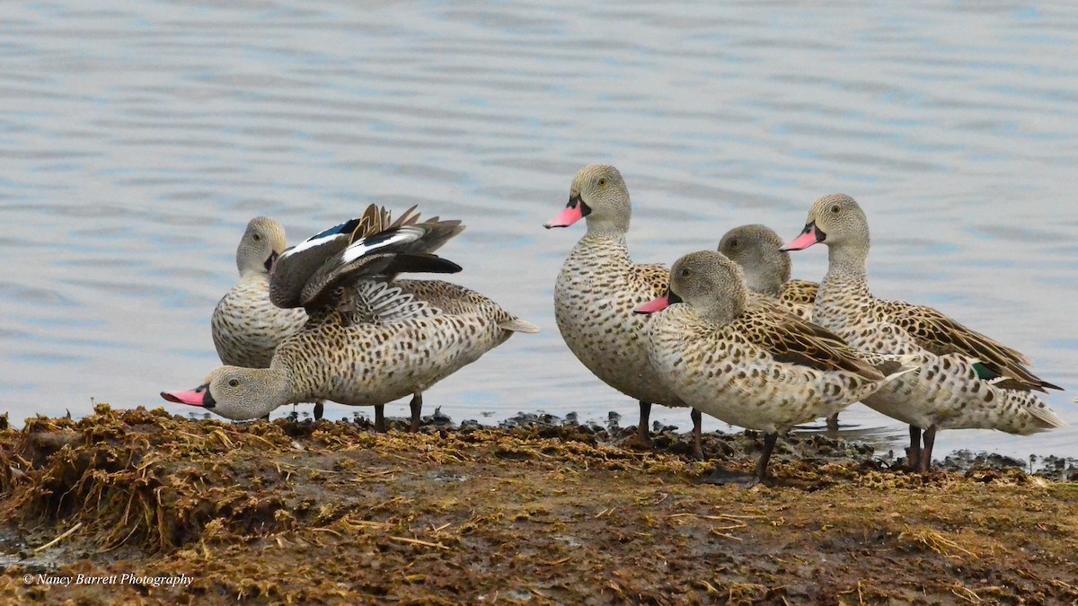 Cape Teal - Nancy Barrett