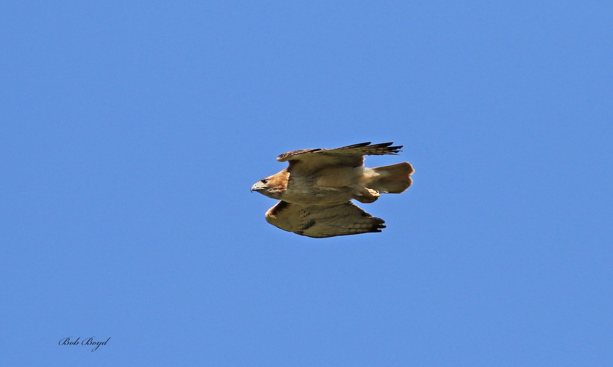 Red-tailed Hawk - Robert Boyd