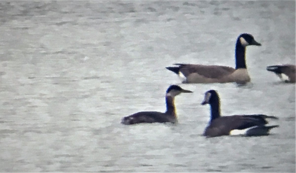 Red-necked Grebe - ML95070971