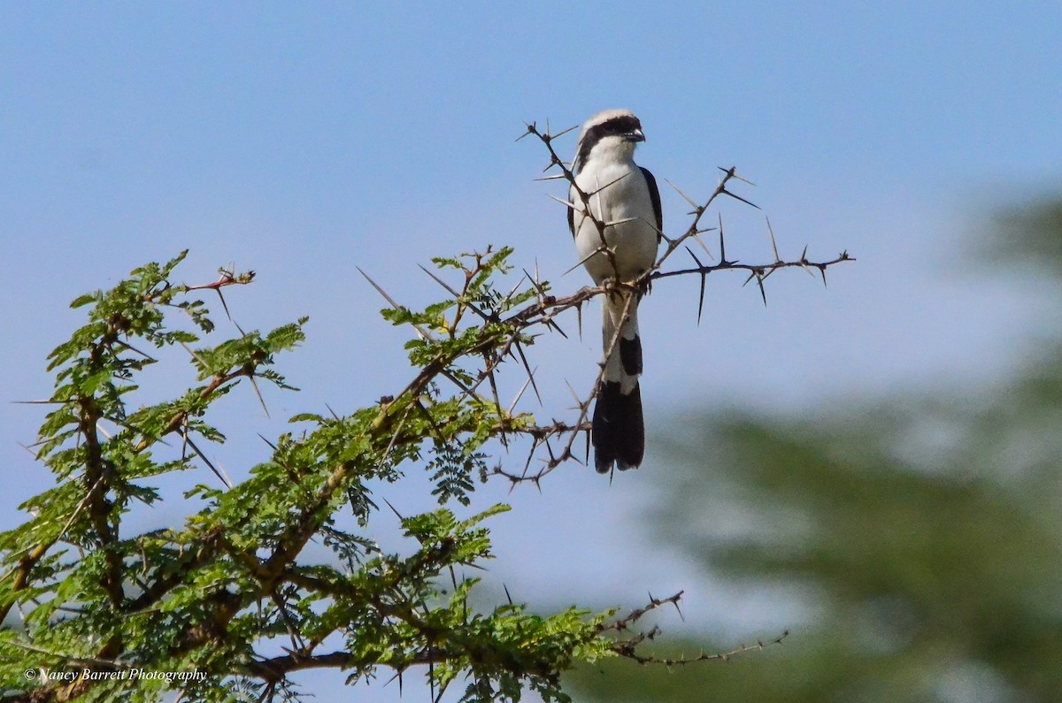 Gray-backed Fiscal - ML95071781