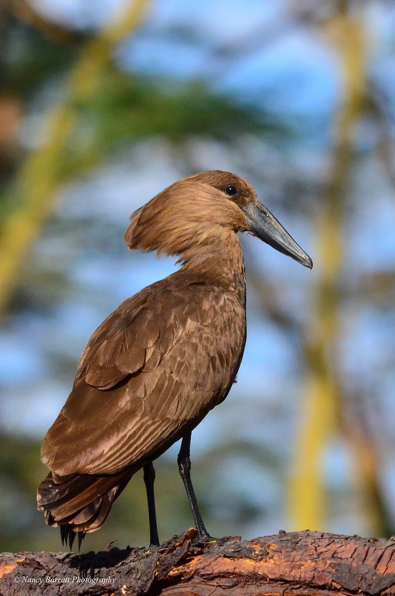 Hamerkop - ML95071811