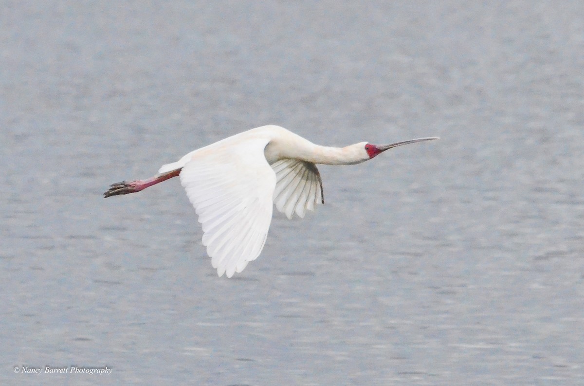 African Spoonbill - ML95072751