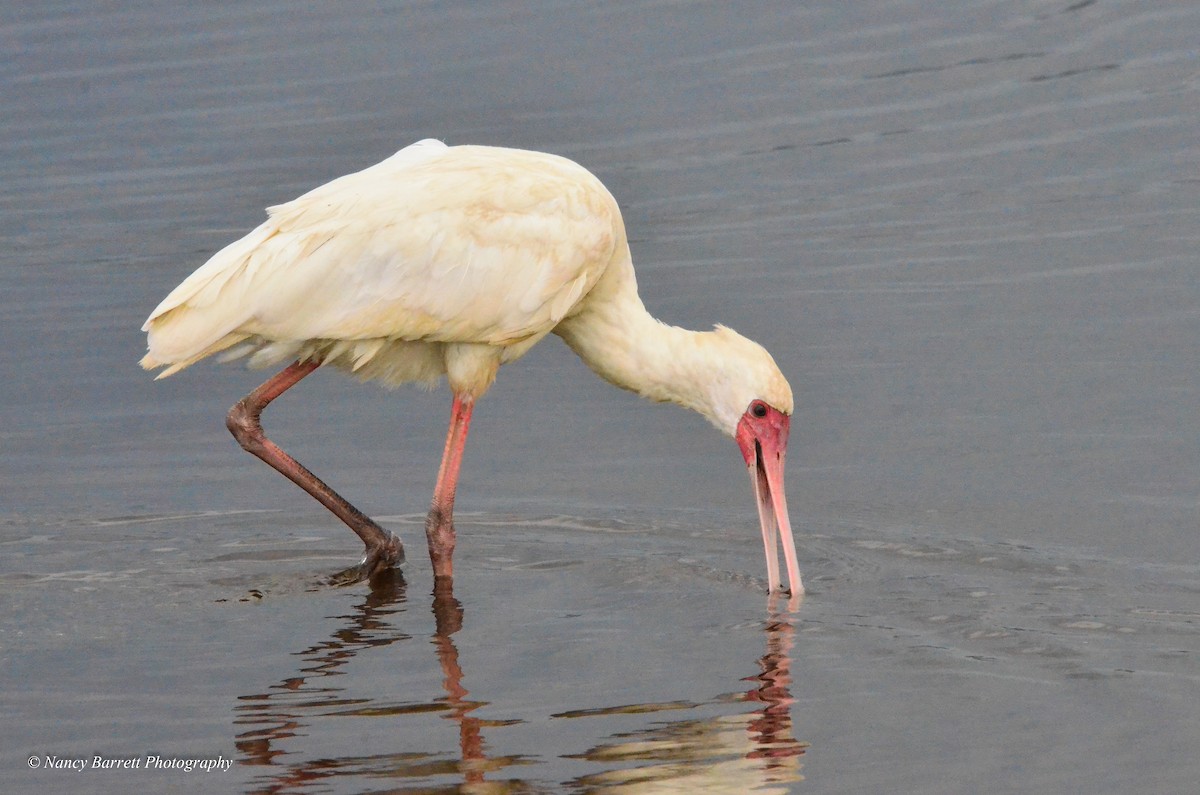 African Spoonbill - ML95072781