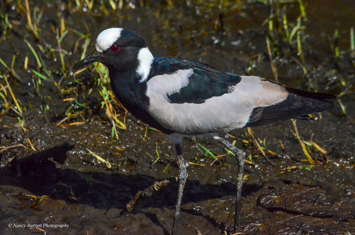 Blacksmith Lapwing - ML95073501