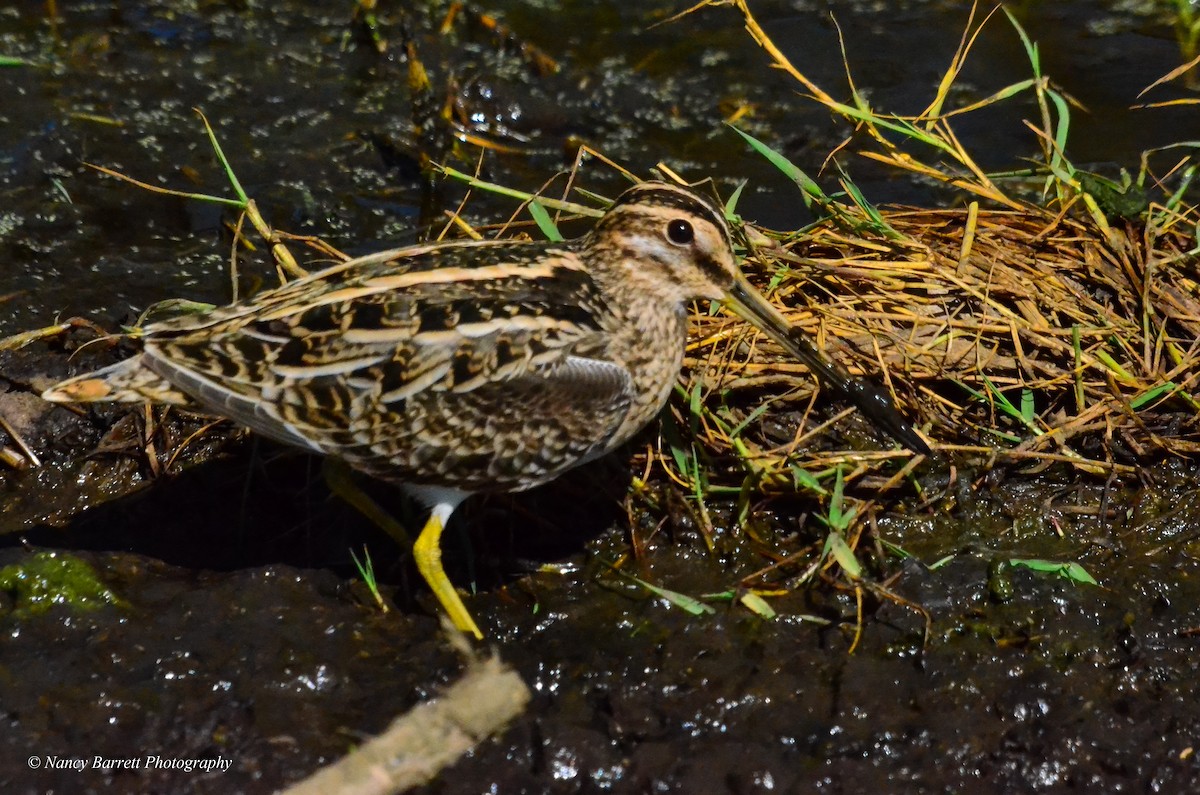 Common Snipe - ML95073631