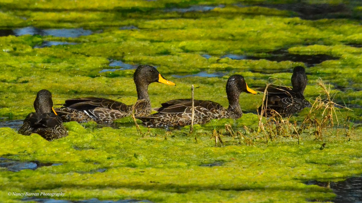 Canard à bec jaune - ML95073861