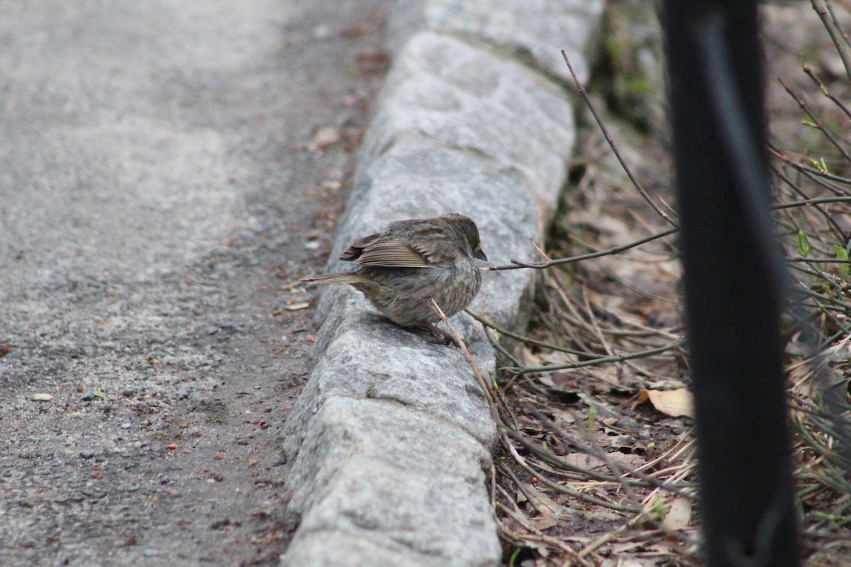 Seaside Sparrow - ML95073981