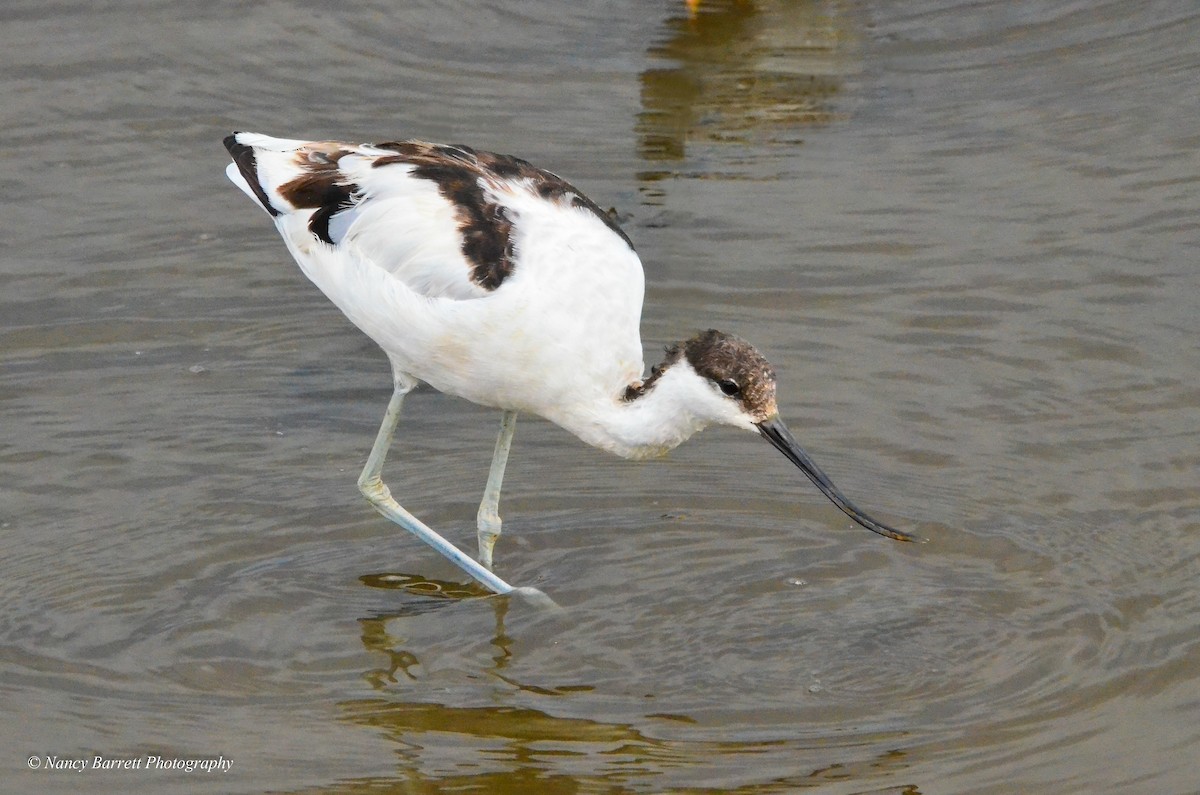 Avocette élégante - ML95074091