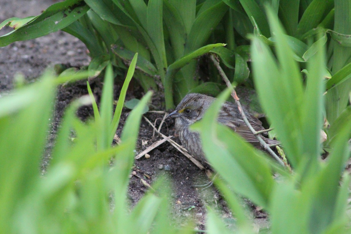 Seaside Sparrow - ML95074201