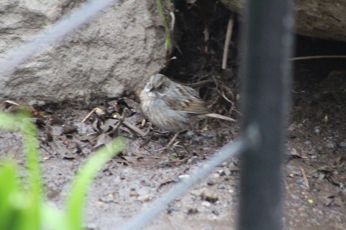 Seaside Sparrow - ML95074351