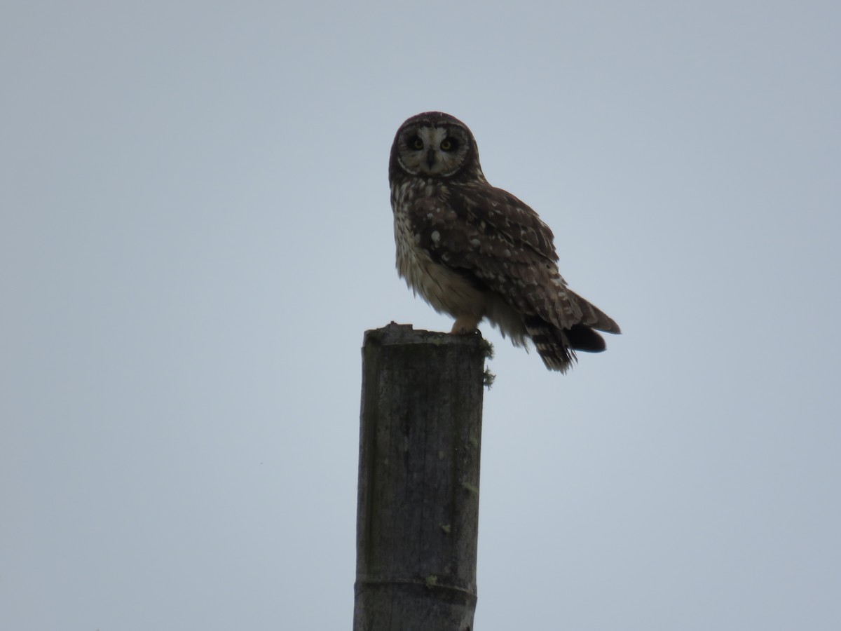 Short-eared Owl - ML95074361