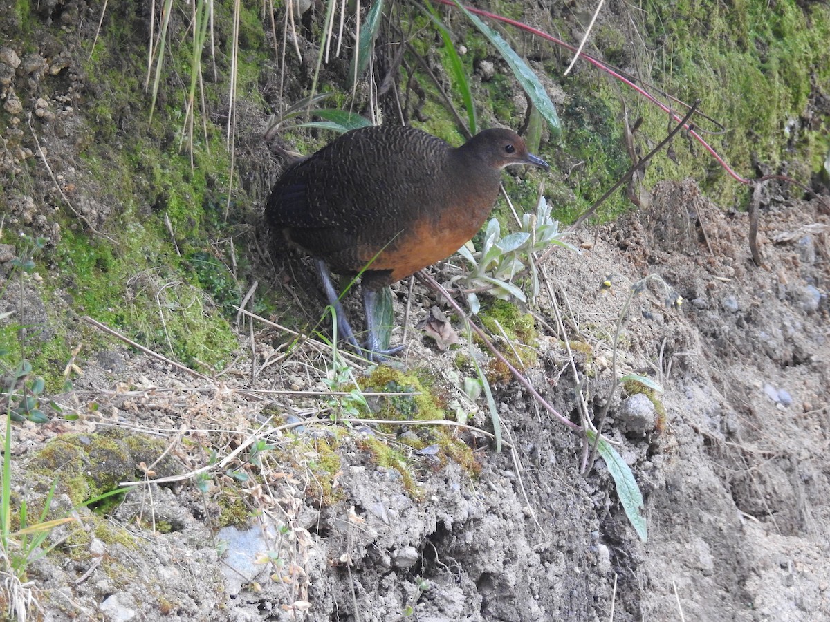 Tawny-breasted Tinamou - ML95075131