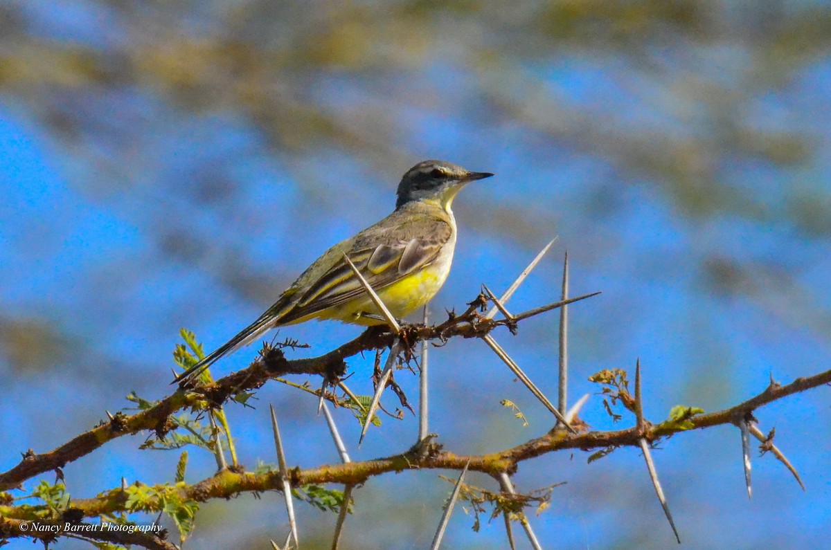 Western Yellow Wagtail - ML95076241