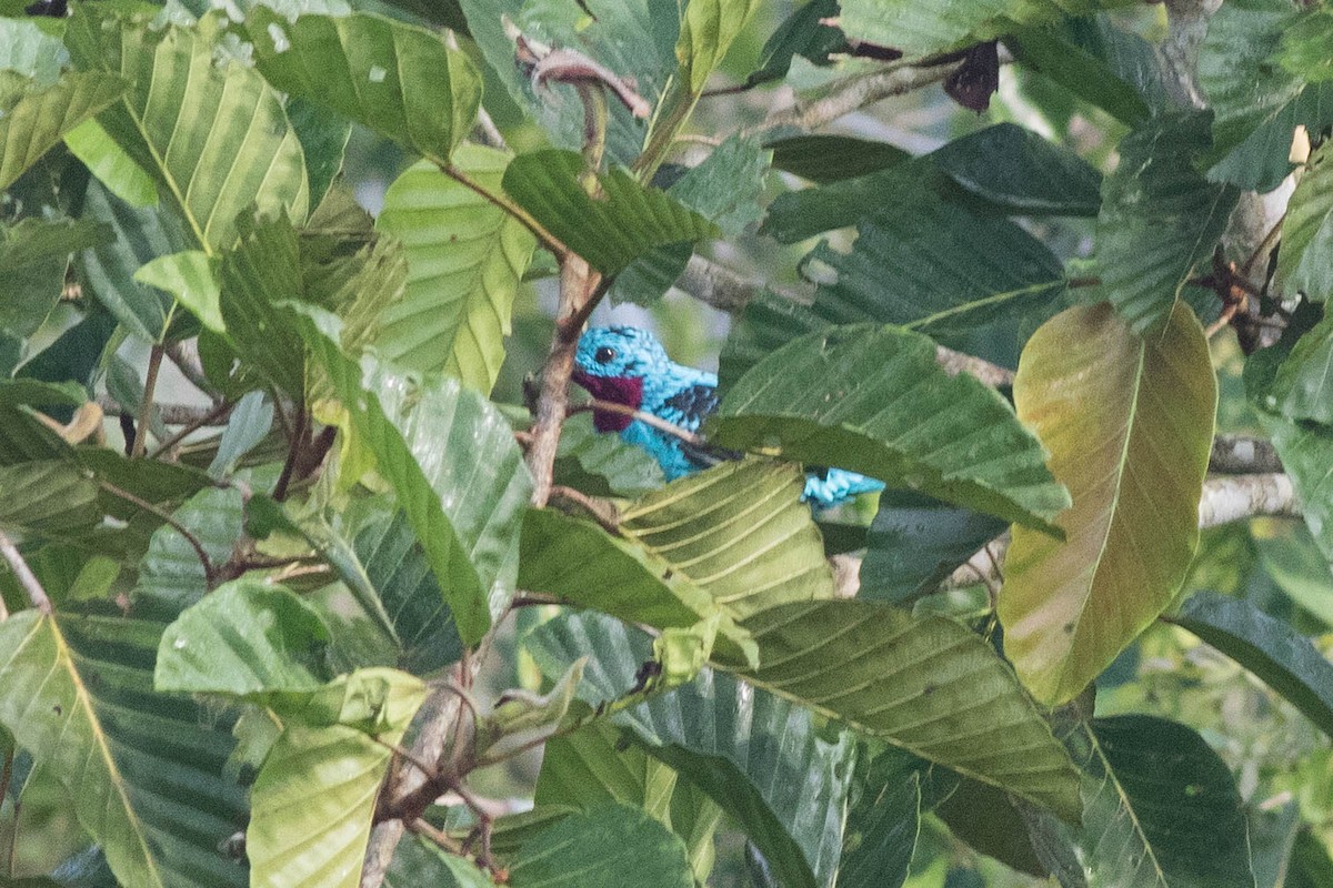 Spangled Cotinga - ML95078641