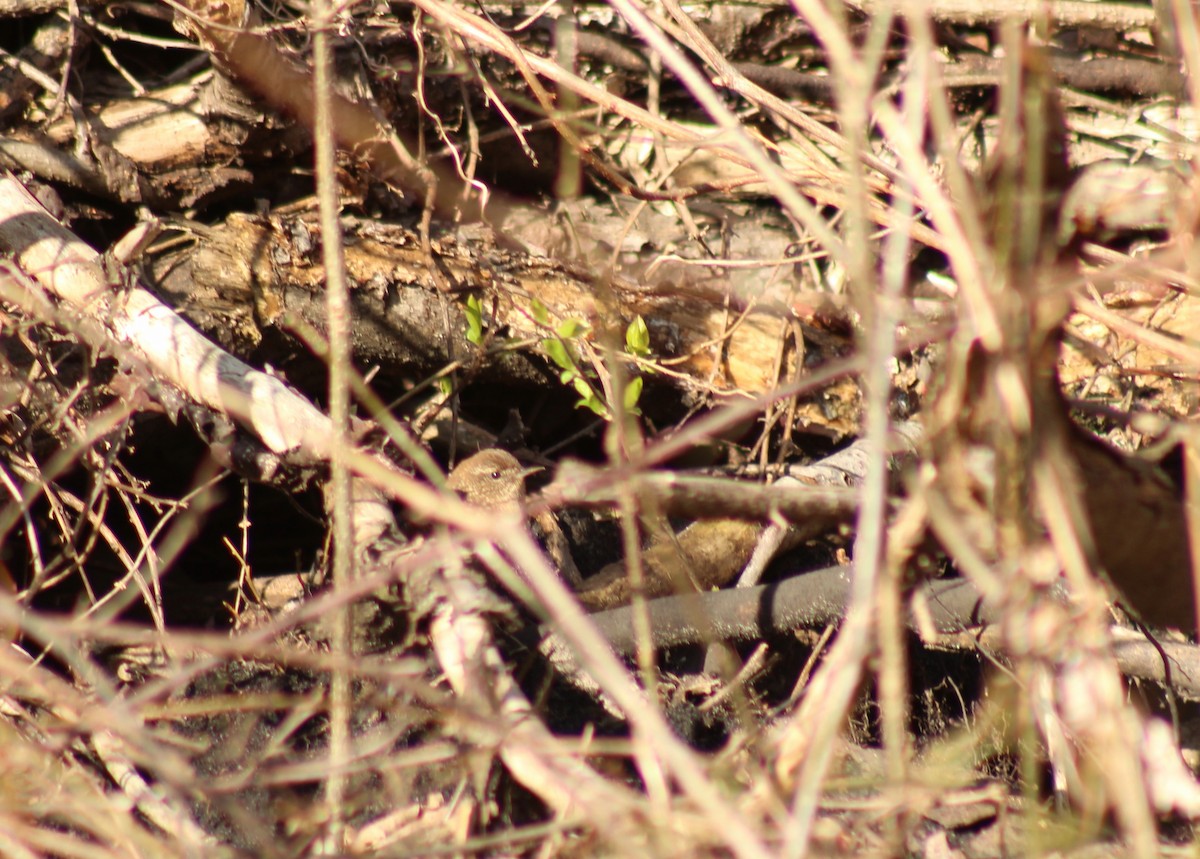 Winter Wren - ML95079841