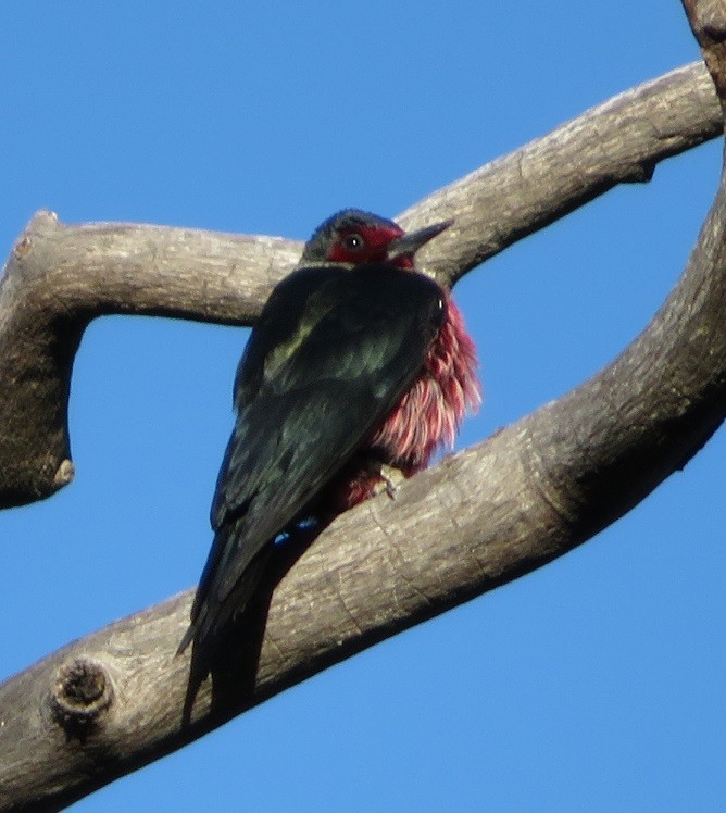 Lewis's Woodpecker - Russell Peck