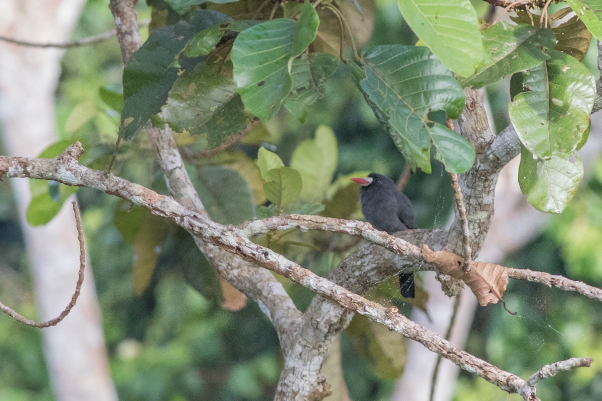 White-fronted Nunbird (White-fronted) - ML95080981