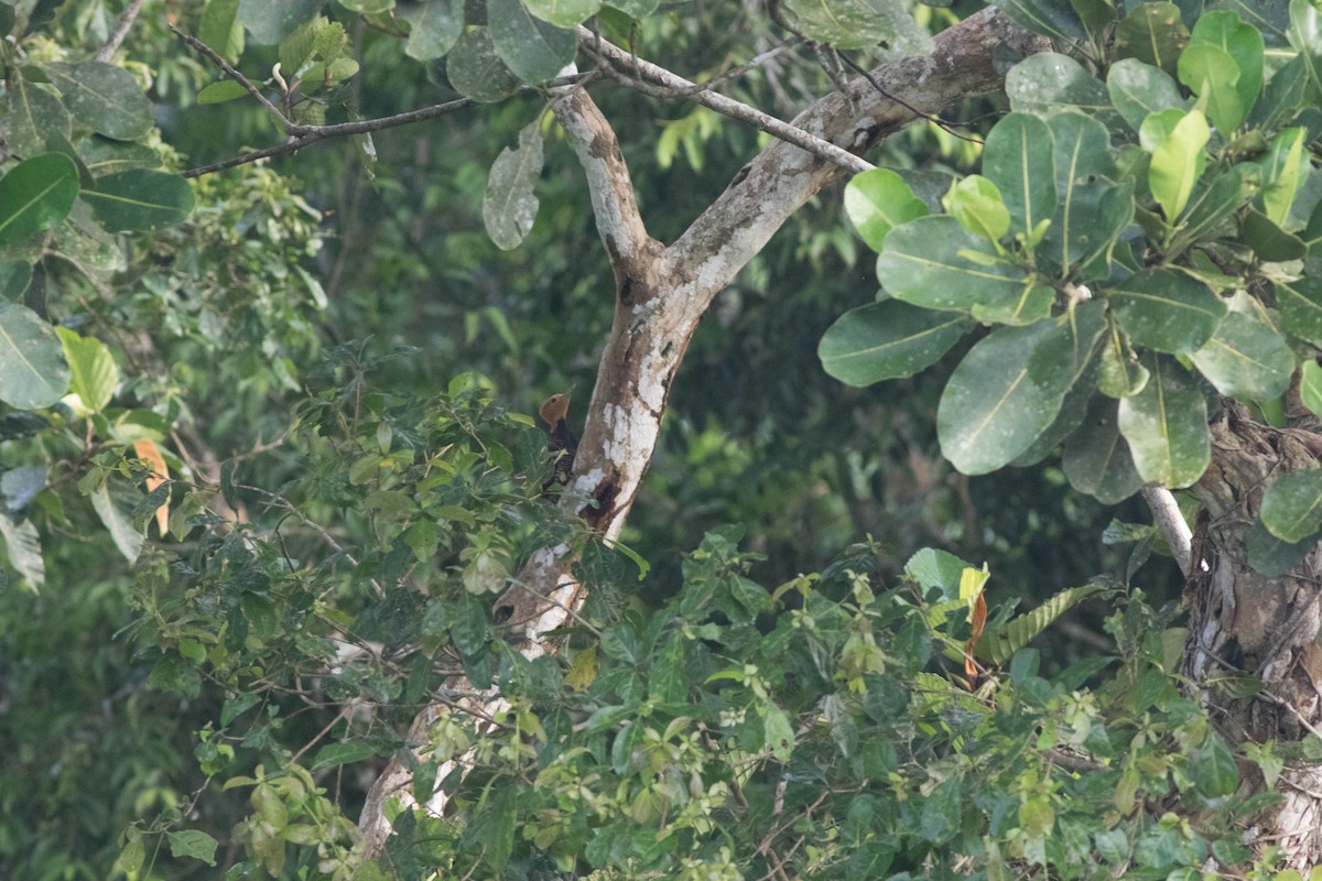 Ringed Woodpecker - ML95081061