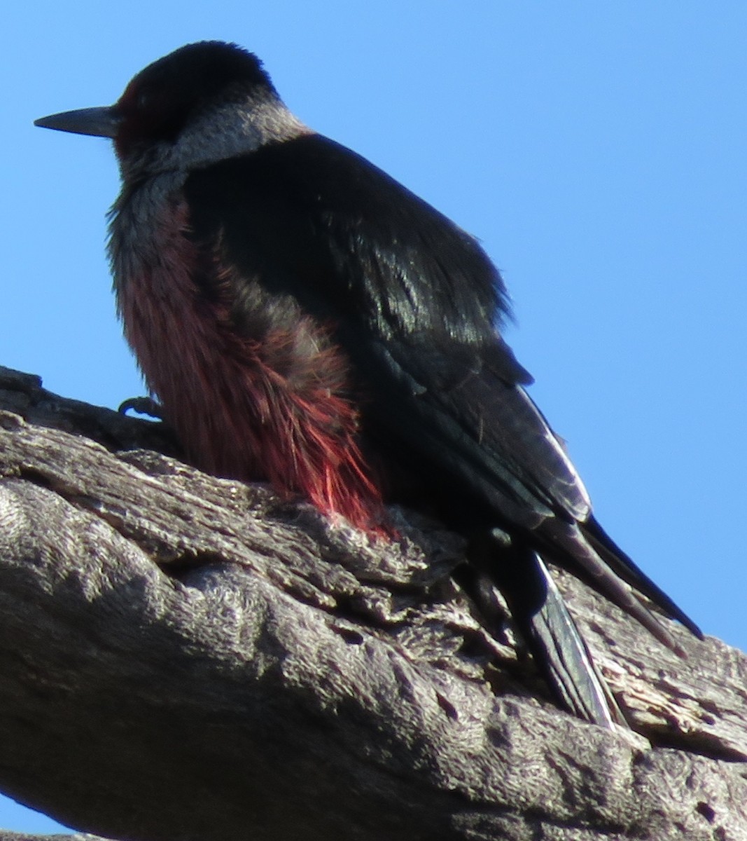 Lewis's Woodpecker - Russell Peck